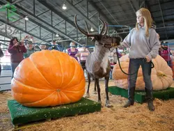 بذر کدو تنبل گوزن بزرگ (Big Moose Pumpkin)