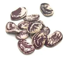 بذر لوبیا کریسمس (christmas pole lima beans)