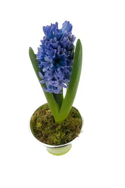 پیاز سنبل زیبای ارغوانی رنگ