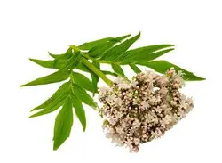 بذر گیاه سنبل طیب یا علف گربه (نام علمی: Valeriana officinalis)