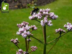 بذر گیاه سنبل طیب یا علف گربه (نام علمی: Valeriana officinalis)