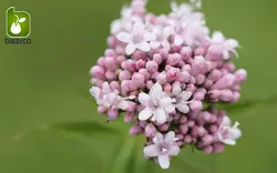 بذر گیاه سنبل طیب یا علف گربه (نام علمی: Valeriana officinalis)