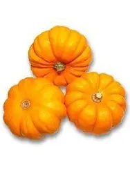 بذر کدوی تخمه کاغذی یا کدوی برهنه (Cucurbita pepo)