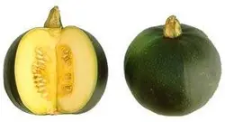 بذر کدوی تخمه کاغذی یا کدوی برهنه (Cucurbita pepo)