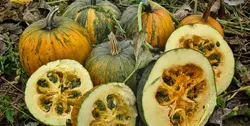 بذر کدوی تخمه کاغذی یا کدوی برهنه (Cucurbita pepo)