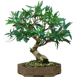 بذر درخت زیبا و پرخاصیت اکالیپتوس (Eucalyptus)