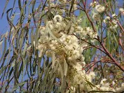 بذر درخت زیبا و پرخاصیت اکالیپتوس (Eucalyptus)