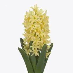 بذر گل زیبای سنبل هلندی (hyacinthus orientalis)