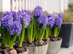 بذر گل زیبای سنبل هلندی (hyacinthus orientalis)