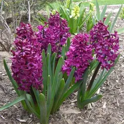 بذر گل زیبای سنبل هلندی (hyacinthus orientalis)