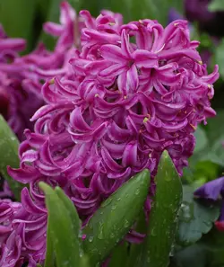 بذر گل زیبای سنبل هلندی (hyacinthus orientalis)
