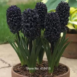 بذر گل زیبای سنبل هلندی (hyacinthus orientalis)