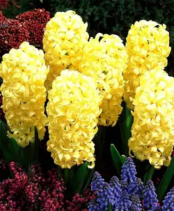 بذر گل زیبای سنبل هلندی (hyacinthus orientalis)