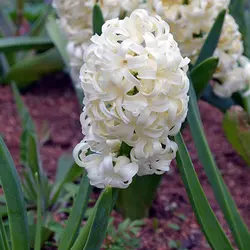 بذر گل زیبای سنبل هلندی (hyacinthus orientalis)