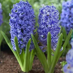بذر گل زیبای سنبل هلندی (hyacinthus orientalis)