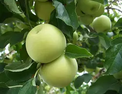 سیب گلاب