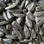 تخمه آفتابگردان روغنی فله