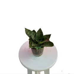 سانسوریا سبز پاکوتاه