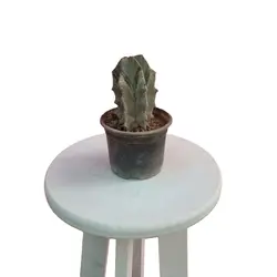 کاکتوس استنوسرئوس