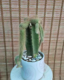 کاکتوس دم روباهی با گلدان سرامیکی