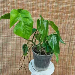 برگ انجیری پنجه شیری