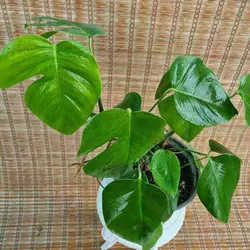 برگ انجیری پنجه شیری