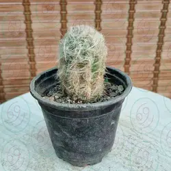 کاکتوس مویی