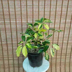 شفلرا سلطنتی