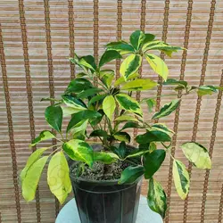 شفلرا سلطنتی