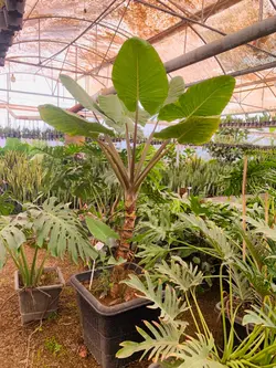 بابا آدم تنه قرمز