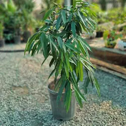 بنجامین آمستل