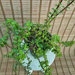 خرفه
