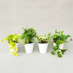 پک 4 عددی گیاه پتوس