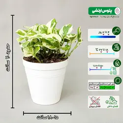 پک 4 عددی گیاه پتوس