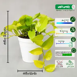 پک 4 عددی گیاه پتوس