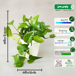 پک 4 عددی گیاه پتوس