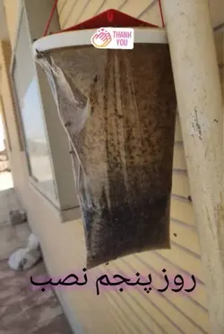 تله مگس فلای فیکس همراه با مواد جاذب