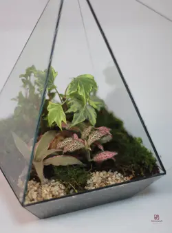 تراریوم کد PL-06-02-2