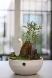 گیاه بونسای کد PL-06-03-1