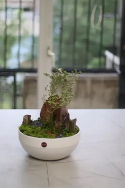 گیاه بونسای کد PL-06-03-1