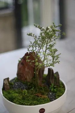 گیاه بونسای کد PL-06-03-1