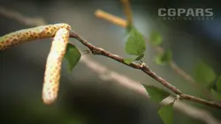 انیمیت و رندر تایم لپس از رشد جوانه درخت - سی جی پارس