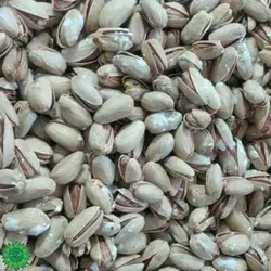 پسته تگری - خشکبار چشمه ساران