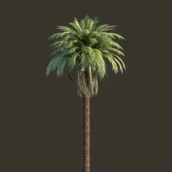 مدل سه بعدی درخت خرما ، Palm tree 3D Model | چیلیپ