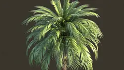 مدل سه بعدی درخت خرما ، Palm tree 3D Model | چیلیپ