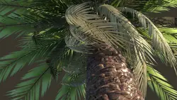 مدل سه بعدی درخت خرما ، Palm tree 3D Model | چیلیپ
