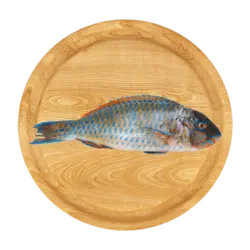 طوطی ماهی