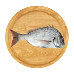 ماهی شانک (سی بریم)