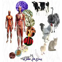 پاورپوینت بیماریهای مشترک بین انسان و دام