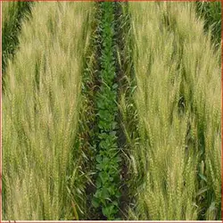 پاورپوینت اهمیت اگرانومیکی کشت مخلوط غله جات با حبوبات